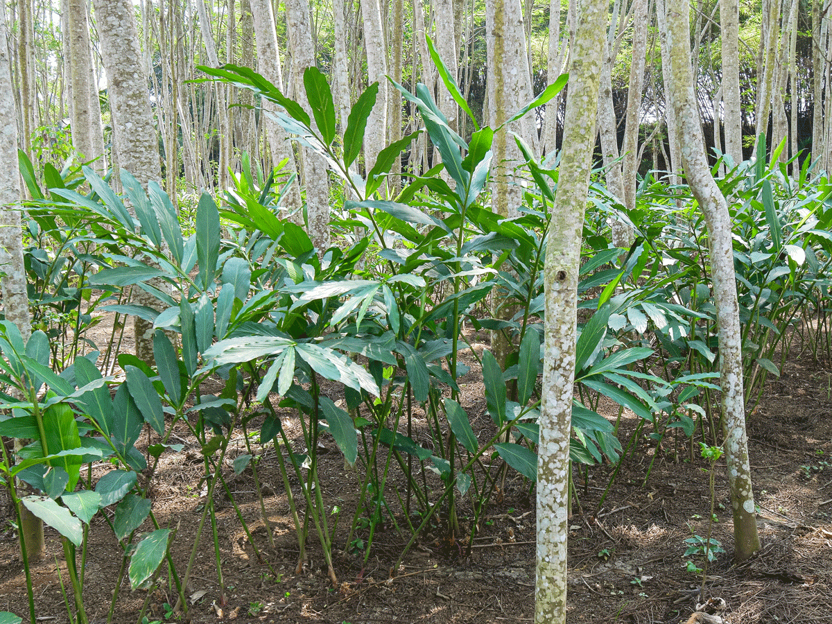 GingerPlant.gif