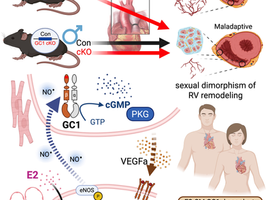 December 2025, Circulation Research: Cardiomyocyte GC1 Mediates Estrogenic Angiogenesis in Right Heart Remodeling