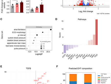 November 2025, Circulation Arrhythmia and Electrophysiology: High Rate Triggers Increased Atrial Release of BMP10, A Biomarker for Atrial Fibrillation and Stroke