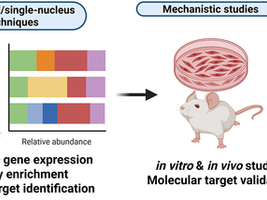 January 2026, Circulation Research: Compendium - Molecular Phenotyping at Single-Cell Resolution for Cardiovascular Disease