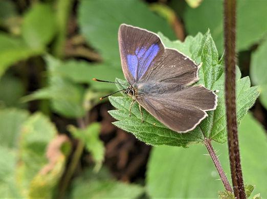 Purple hairstreak.jpg