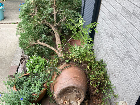 植木鉢に植えていた樹木が倒木