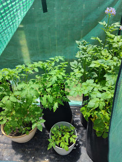 IMG_20250504_131733678_HDR