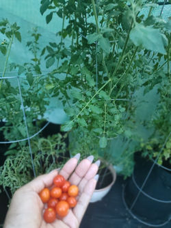 IMG_20250713_204513208_MF_PORTRAIT