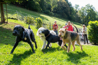 Image: Blindenhunde Liestal