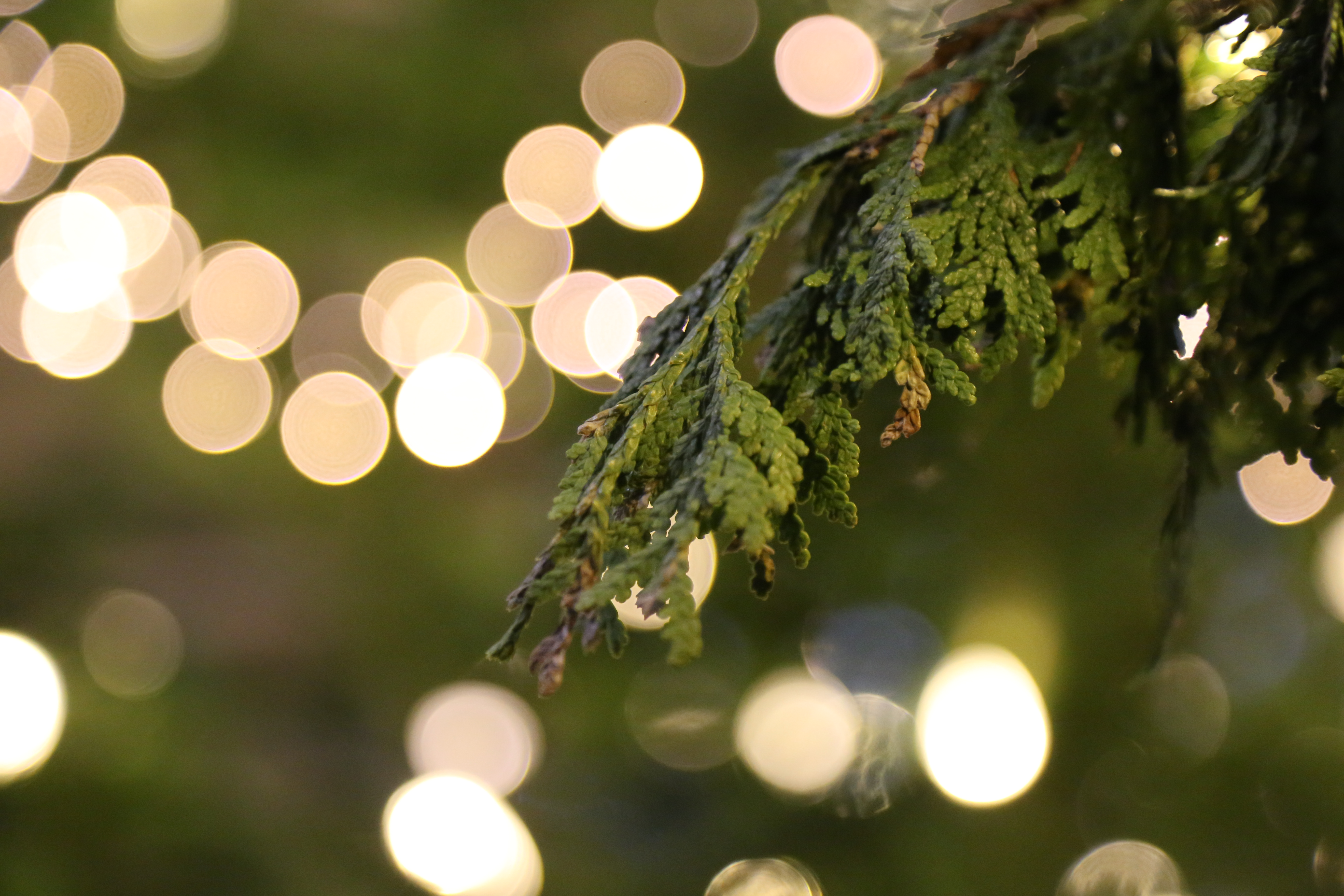 Cedar Lights