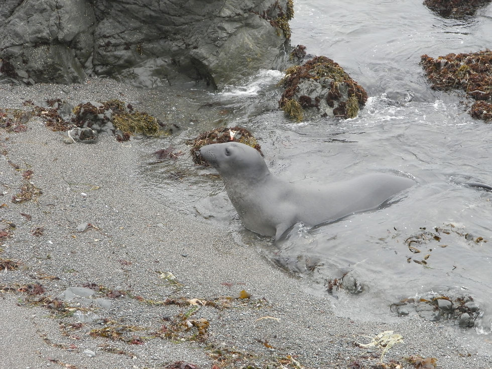 Elephant de mer (10)