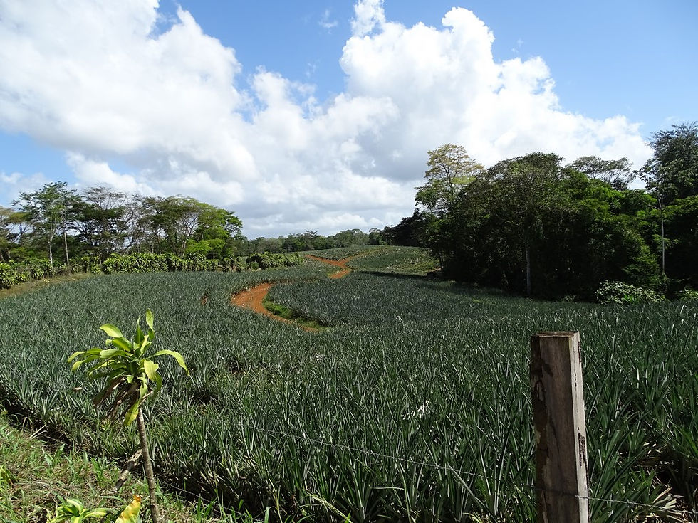 Route vers Boca Tapada (2)