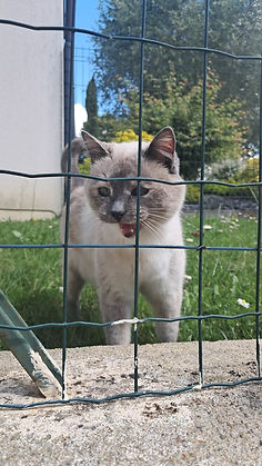 Naya