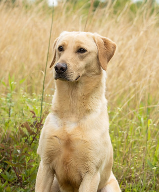 mossy-oak-kennels-susie_edited.jpg