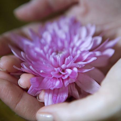 Flower in Hand