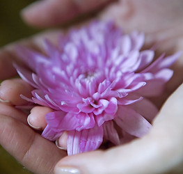 Flower in Hand