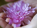 Flower in Hand