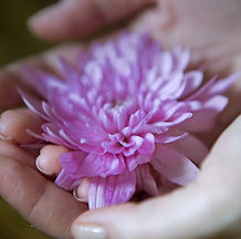 Hand hält Blume