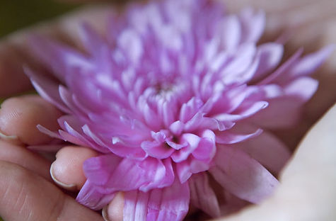 Flower in Hand, nature therapy