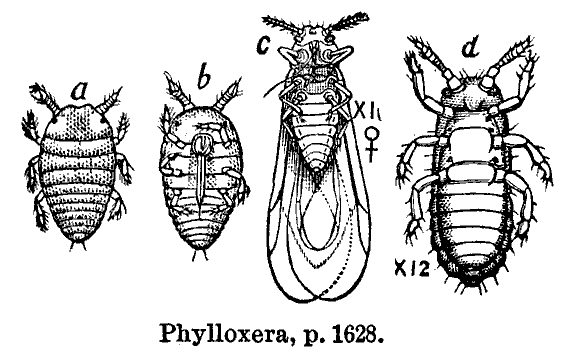 filoxera