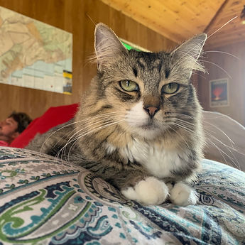 Arya