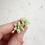 Thumbnail: Succulent stud earrings “MATCHA”