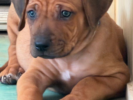What’s the Difference Between the Puppy Under $500 and the Puppy that is More