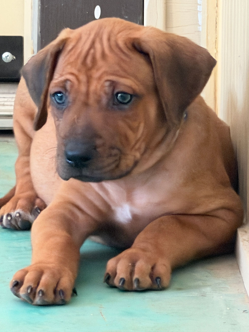 What’s the Difference Between the Puppy Under $500 and the Puppy that is More