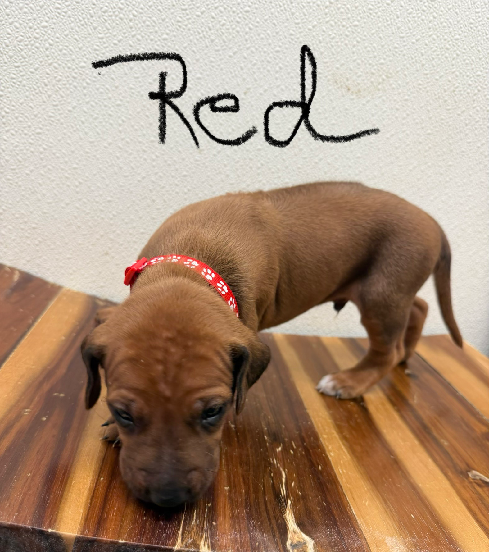 Red Boy