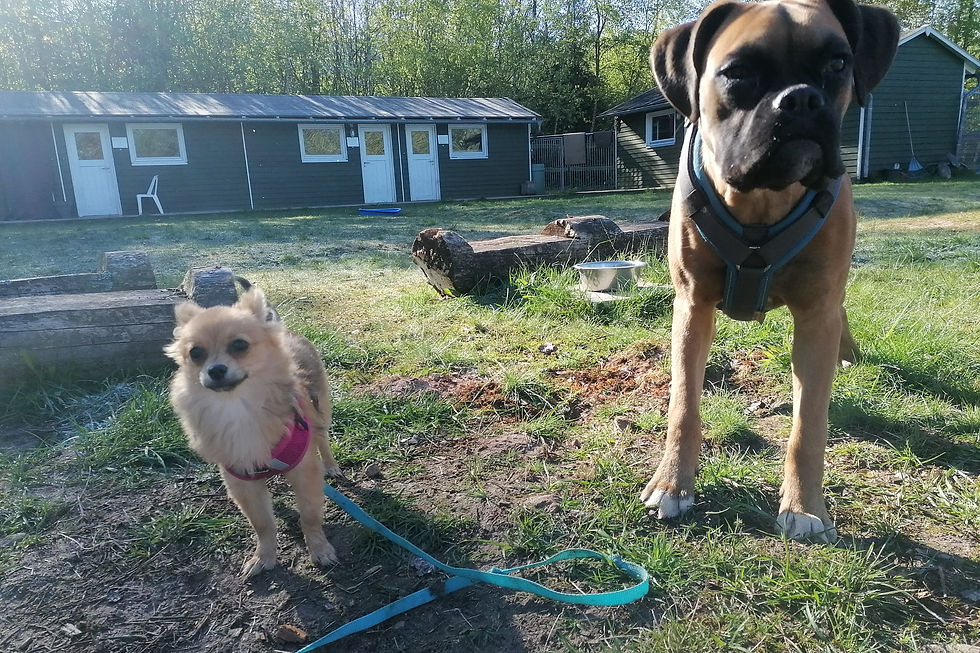 Pomchi mit Boxer