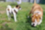 zwei Hunde stehen auf einer Wiese