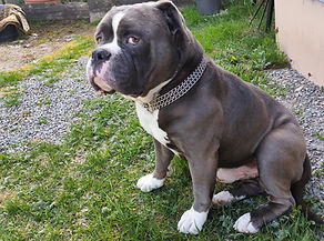 Hund schaut niedlich