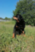 Rottweiler auf einer Wiese