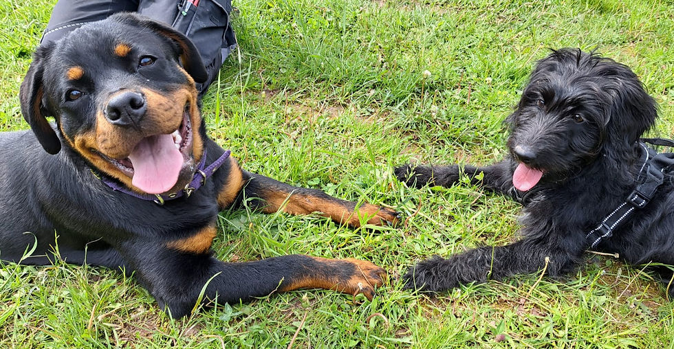 Zwei Hunde auf einer Wiese