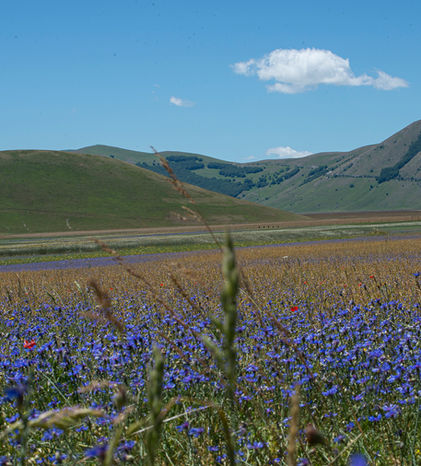 castelluccio.jpg