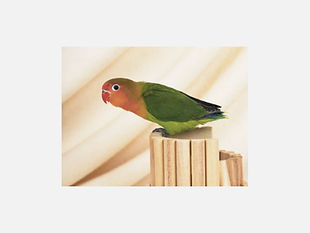 ダクタリ動物病院浦和病院 鳥