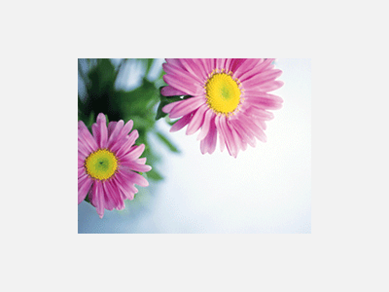 ピンク色の花