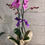 Küçük resim: Phalaenopsis Orkide