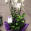 Küçük resim: Phalaenopsis  Orkide