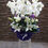 Küçük resim: Phalaenopsis Orkide