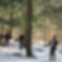 Hemlock Woolly Adelgid Survey - RTPI and JCC