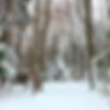 Wine on the Trail - Dobbins Woods Preserve