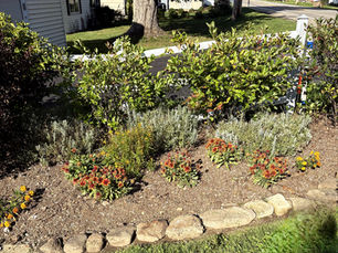 A garden bed with shrubs and flowers filled with a mixed mulch made from composted lake weeds.