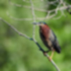 Green Heron-1667-TwanLeenders.jpg