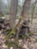 Into the Woods: A Forest Stewardship Hike