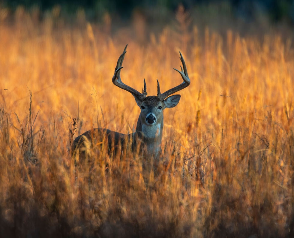 Hunting Our Preserves 101