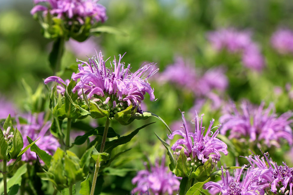 Hidden Harvest: A Native Plant Discovery Hike