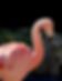 flamingo.png