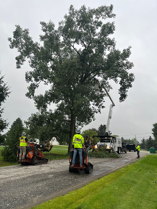 Tree Removal over road.jpg