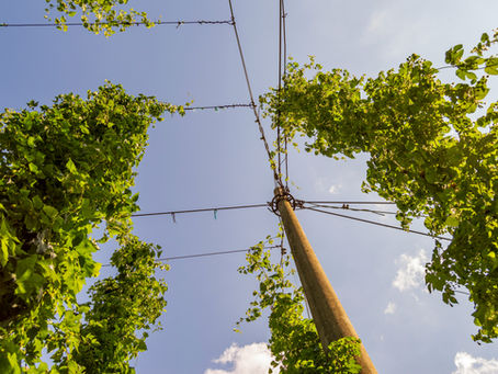 Three Silent Threats in the US Hops— and Why Sensor Data Alone Isn't Solving Them