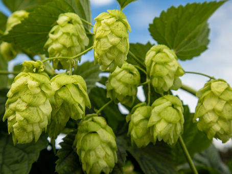 Green hop cones growing on the vine