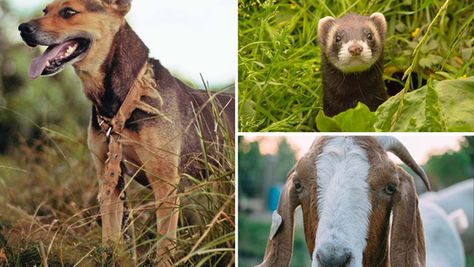 NH Rabies Control and Risk Reduction