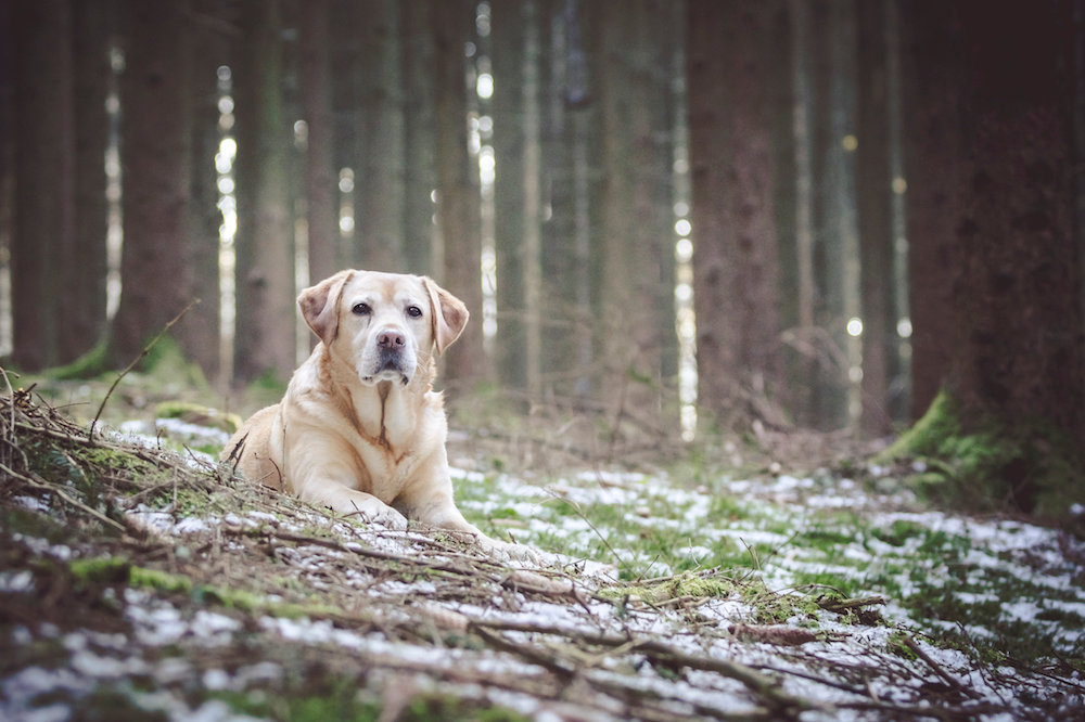 NH Labrador Trial: Sorting Through the Confusion of Day 1