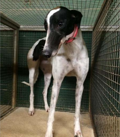 Greyhound, confined, Pensacola Greyhound Track